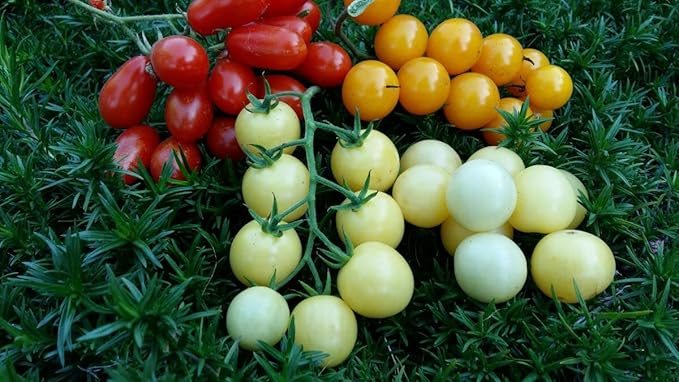 50+ Seeds Snow Cherry Tomato - Vegetable White