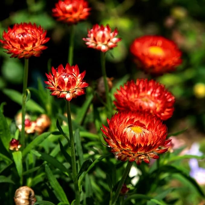 Mixed Strawflower Seeds for Planting, 1000pcs Strawflower Wildflower Seeds Non-GMO Heirloom Perennial Rare Cut Flower Plants, Open Pollinated Beauty Home Garden for Outdoors
