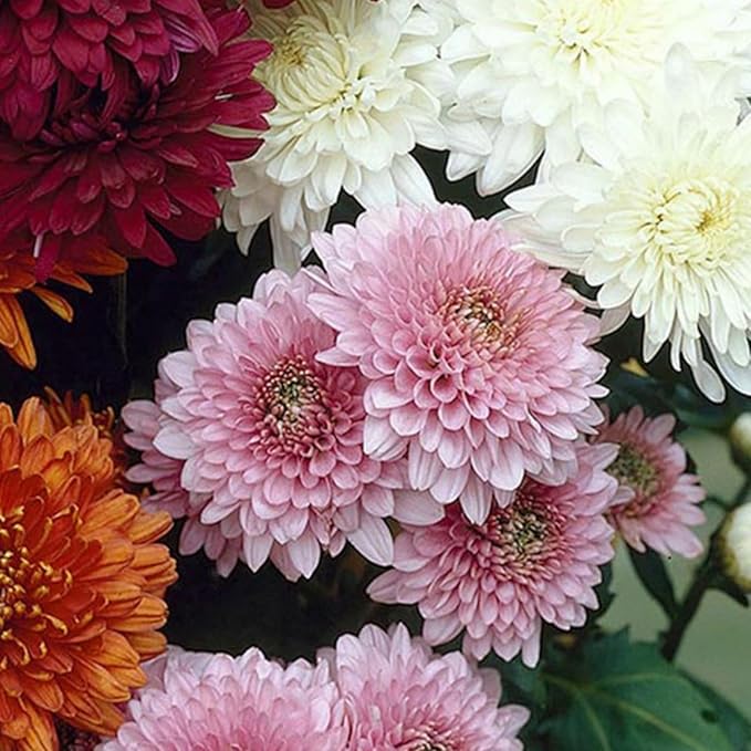 400+ Mixed Color Chrysanthemum Seeds Hardy Garden Flower Seeds - Rare Ground Cover Plant Landscape for Garden Outdoor
