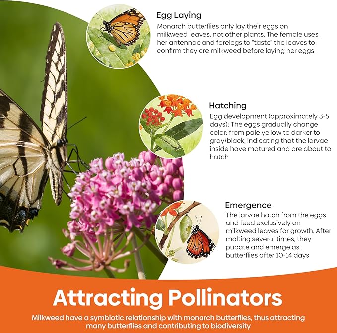 Milkweed Seeds for Planting to Attract Monarch Butterflies - 5 Individual Pack for Tropical, Butterfly, Common, Showy, Pink Swamp Non-GMO Milkweed Seed