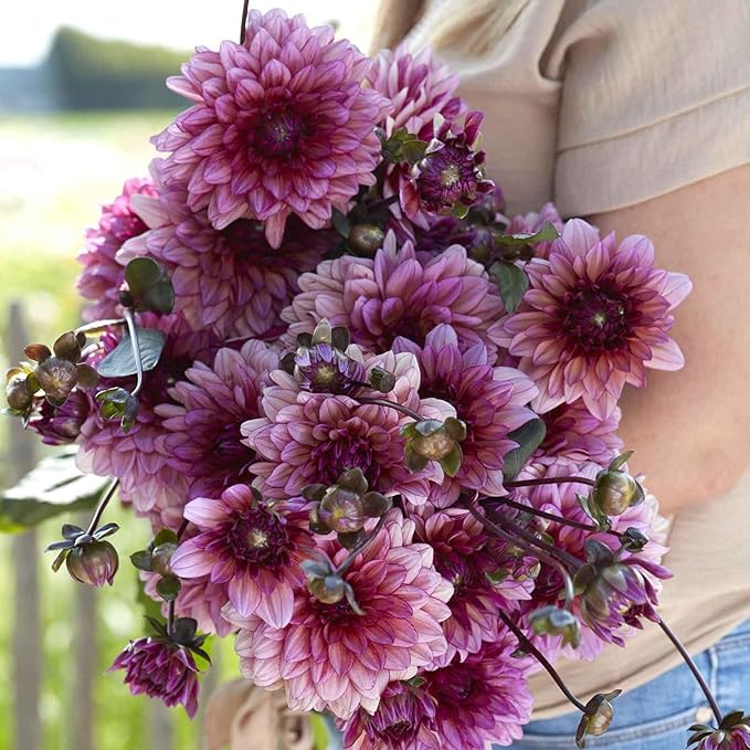 Eden Brothers Dahlia Bulbs (Decorative) - Molly Raven, Non-GMO Bulbs for Planting, 2 Bulbs | Low-Maintenance Flower Bulbs, Plant During Spring, Zones 8, 9, 10, 11