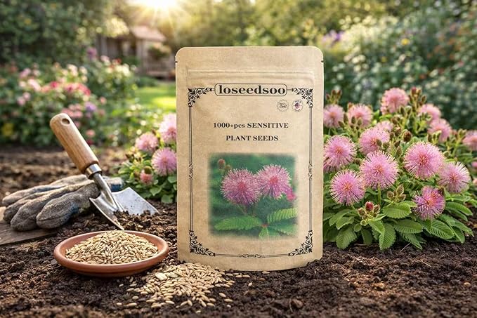 1000+ Sensitive Plant Seeds for Planting – Mimosa Pudica Touch Me Not Seeds, Interactive Folding Leaves Flower Plant for Garden & Indoor Growing