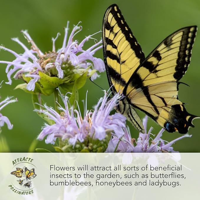 Seed Needs Texas Oklahoma Region Wildflower Seeds | 2 Ounce 30,000+ Seeds 22 Annual Perennial Species Open Pollinated | Bulk Mixed Flowering Seed Mixed Color Blooms Regional Variety