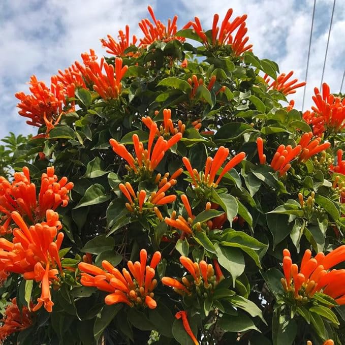 Mixrug 18pcs Firecracker Vine Seeds for Planting, Non-GMO Heirloom Perennial Colored Firecracker Vine Flower Plant Seeds, Open Pollinated Beauty Home Garden Flowers in Outdoors