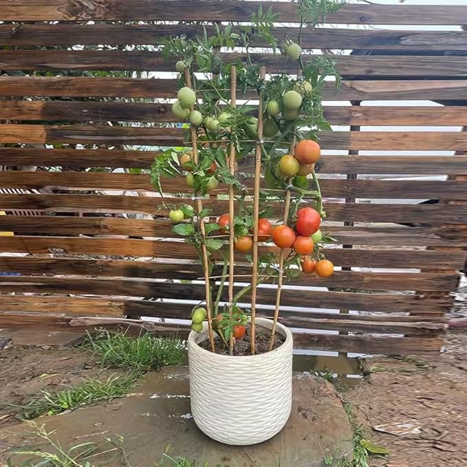 Natural Bamboo Trellis, 3Feet,3Pack,Fan-Shaped Plant Support Trellis for Outdoor and Indoor Potted Climbing Plants,Vegetables, Cucumber, Tomato, Hoya,