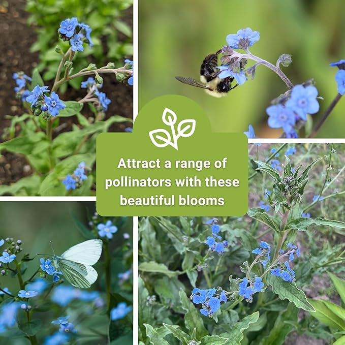 Sow Right Seeds - Forget-Me-Not Flower Seeds for Planting (Cynoglossum amabile) - Non-GMO Heirloom Packet with Instructions - Great to Pair with Cards of Remembrance - Small Blue Memory Blooms (1)