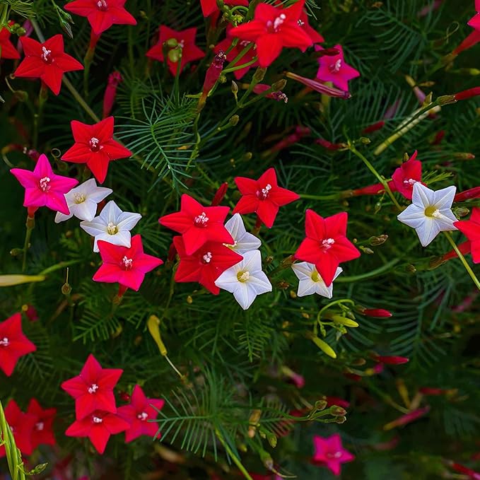 Eden Brothers Morning Glory Seeds - Cypress Vine Mix, Non-GMO Seeds for Planting, Packet | Low-Maintenance Flower Seeds, Plant During Spring, Zones 1, 2, 3, 4, 5, 6, 7, 8, 9, 10