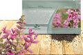 Outsidepride Pink Sunday Salvia Seeds - 2,000 Pcs Annual, Compact, Heavy Blooming & Drought-Tolerant Sage Seeds for Planting Fragrant Pink Blooms for Butterfly & Hummingbird Gardens & Landscaping