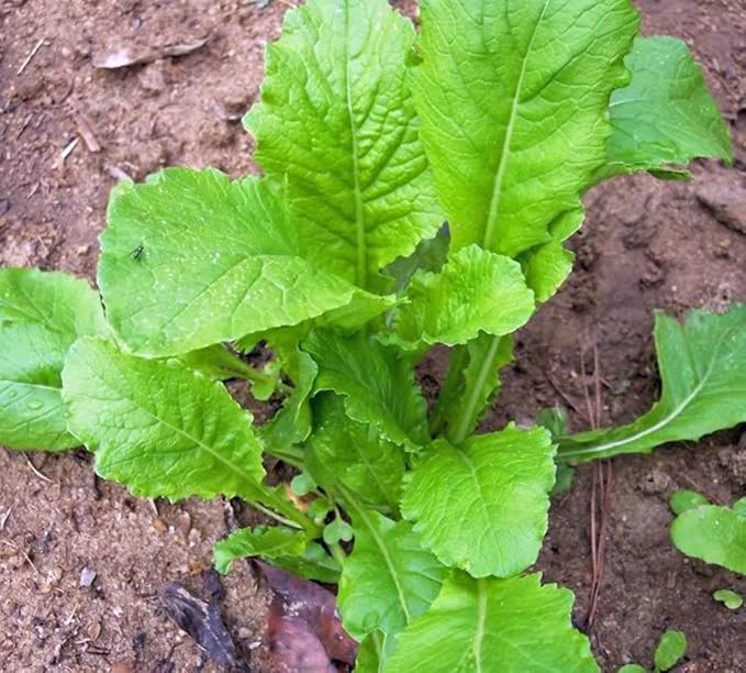 Turnip Seeds,Turnip, Seven Top, Heirloom, 500 Seeds, Non GMO,vegatable