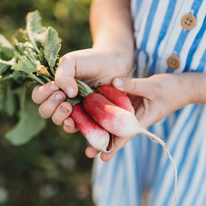 French Breakfast Radish - 150 Seeds - Heirloom & Open-Pollinated Variety, Easy-to-Grow & Fast-Growing, Non-GMO Vegetable Seeds for Planting Indoors or Outdoors in The Home Garden, Thresh Seed Company