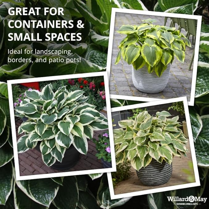 6-Pack Mixed Hosta Root Value Bag | Vibrant Variety for Beautiful Summer Perennial Gardens - Shade or Part Sun Loving - Low Maintenance Easy to Grow