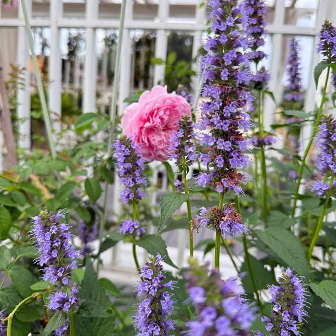 Mixrug Lavender Giant Hyssop Seeds for Planting, 100+pcs Rare Perennial Anise Hyssop Flower Seeds Plants, Non-GMO Heirloom Open Pollinated Beauty Home Garden for Outdoors