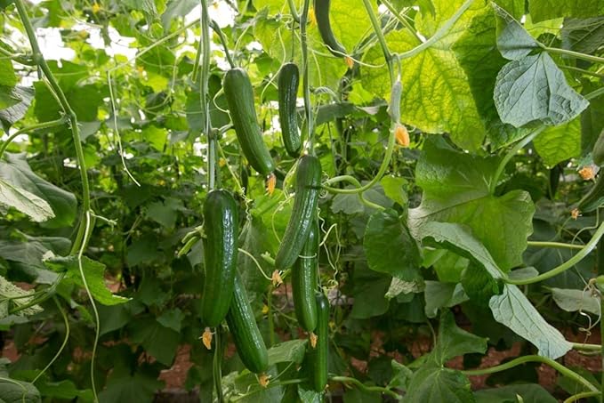 Seeds Indoor Self-pollinated Cucumber Zozula F1 45 Days Long Early Pickling Heirloom Vegetable for Planting Non GMO