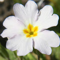 Outsidepride White Common Primrose Seeds - 100 Pcs Perennial, Hardy, Easy to Grow & Low Maintenance Flower Seeds for Planting Vibrant Soft Blooms, for Containers, Borders & Erosion Control