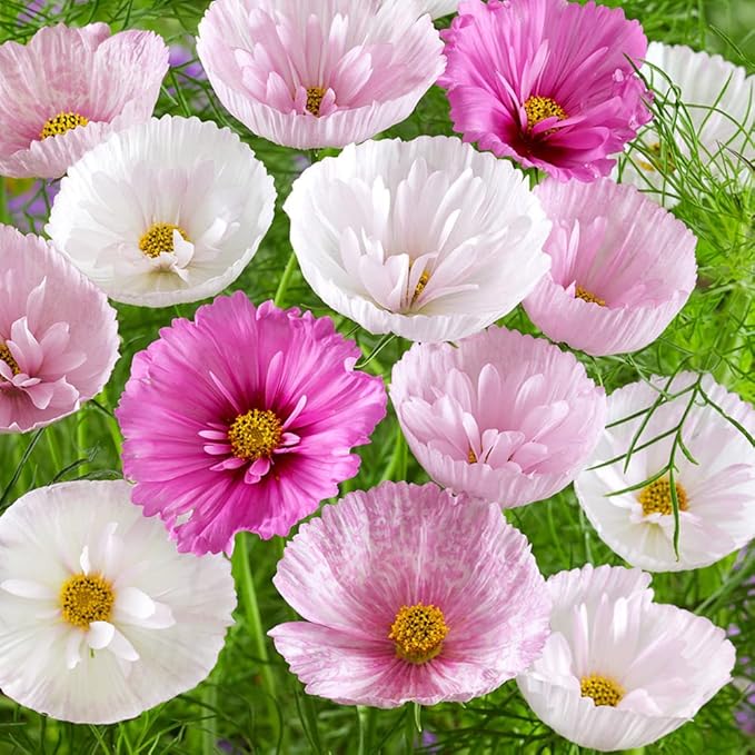 Outsidepride Cupcakes Blush Cosmos Bipinnatus Seeds - 100 Pcs Annual, Easy to Grow & Drought Tolerant Flower Seeds for Planting w/Finely Pleated Blooms, Ideal for Cut Flower & Wildflower Meadows