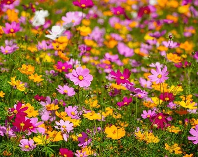2000+ Cosmos Seeds – Easy to Grow Annual Flower Blend in Mixed Colors – Heirloom, Non-GMO, USA Grown – Throw and Grow Wild Flower Seeds for Garden and Landscaping