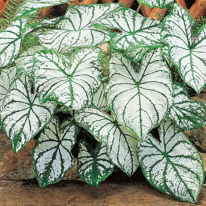 200Pcs Mix Caladium Seeds for Planting for Planting-Non-GMO Heirloom Plant Seeds Garden Outdoor