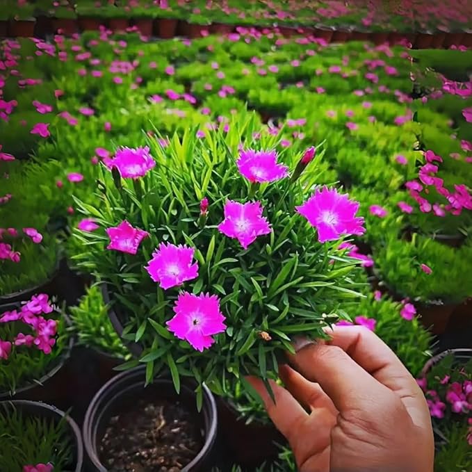 300+ Perennial Dianthus Plumarius Sweetness Seeds – Fragrant, Long-Blooming Non-GMO Flower Seeds – Perfect for Colorful Garden Planting