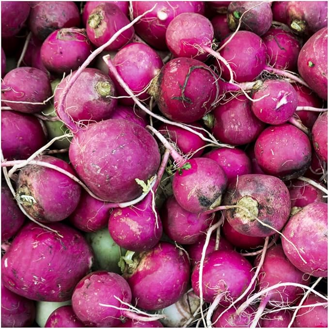 Seed Needs Radish Seeds for Planting Purple Plum Radishes - Non-GMO Heirloom & Untreated - Grow a Home Grown Vegetable Garden - Cool Weather Crops (1 Pack)
