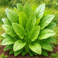 Sorrel Odessa Seeds – Perennial Herb | Heirloom, Non-GMO, Tender & Tangy Leafy Green for Culinary Use