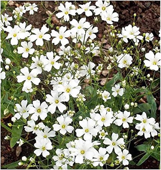 Texas & Oklahoma Wildflower Seeds Mix - Native Annuals, Perennials and Texas Bluebonnets. Non GMO Seeds.