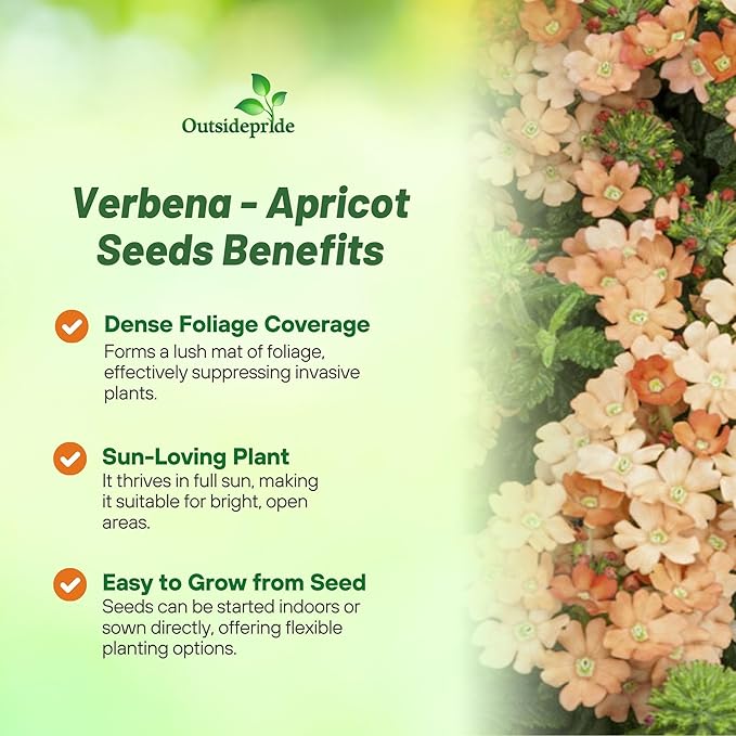 Outsidepride Apricot Verbena Seeds for Planting - 1000 Pcs. Annual, Drought Tolerant & Easy to Grow, Ground Cover with Fragrant & Vibrant Blooms for Window Boxes, Borders & Pollinator Gardens
