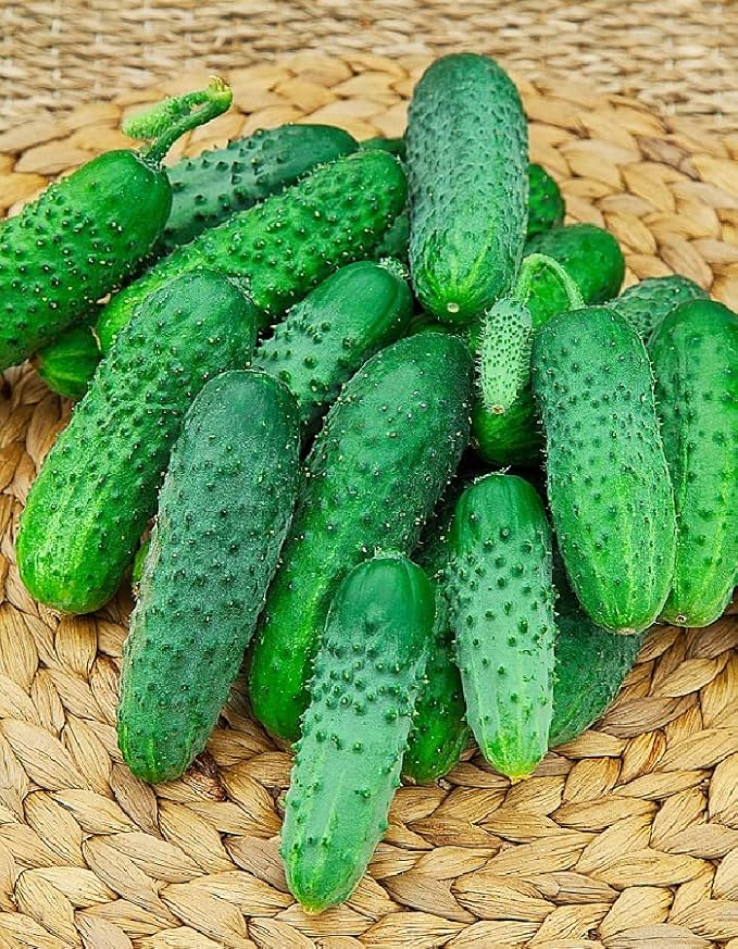 10+ Seeds Cucumber Be st Seller F1 Hybrid - Vegetable Self-Pollinated
