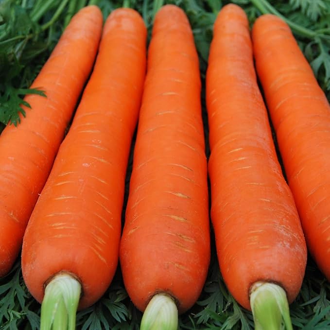 Seeds4planting - Seeds Carrot Red Giant Heirloom Vegetable Non GMO