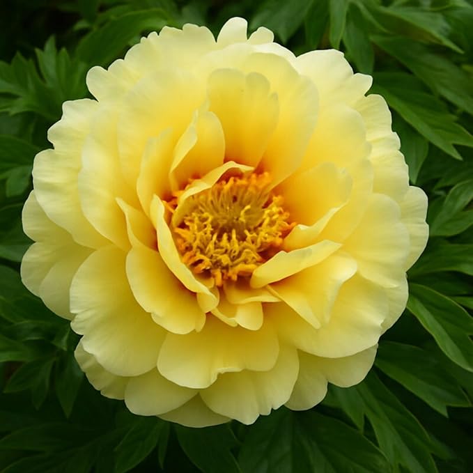 110+ Mix Color Peony Seeds, Non-GMO Heirloom Peony Seeds for Planting, Perennial Flowers with Ruffled Blooms, Attracts Butterflies Pollinators