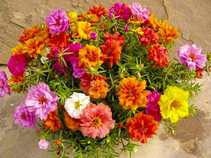 Purslane Large Flower Seed Mix Portulaca Grandiflora Rose Moss Succulent Seeds for Planting 1000+ Seeds