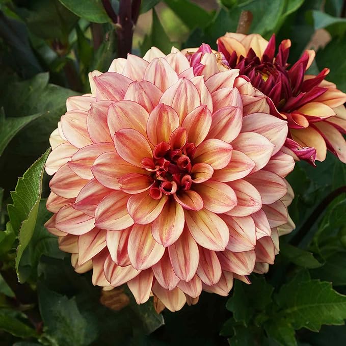 Eden Brothers Dahlia Bulbs (Decorative) - Creme de Cognac, Non-GMO Bulbs for Planting, 2 Bulbs | Low-Maintenance Flower Bulbs, Plant During Spring, Zones 8, 9, 10, 11