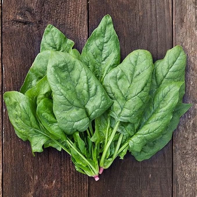 Seeds Four Seasin Spinach Viroflay - Heirloom Vegetable - GMO Free