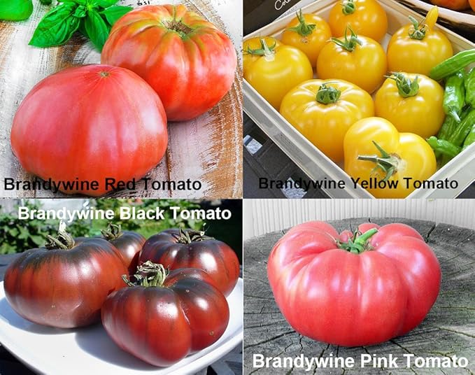 Mixed Seeds 30 Giant Tomato Seeds, Mix of 19 Varieties, Heirloom Non-GMO, Brandywine Black, Red, Yellow and Pink, Mr. Stripey, Old German, Black Krim, from USA Solanum lycoperscium