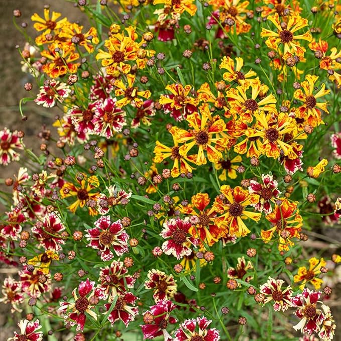 200+Coreopsis Flower Seeds for Planting Outdoor- Perennial Coreopsis Plains Seeds Plant to Wildflower Garden- Non-GMO Heirloom
