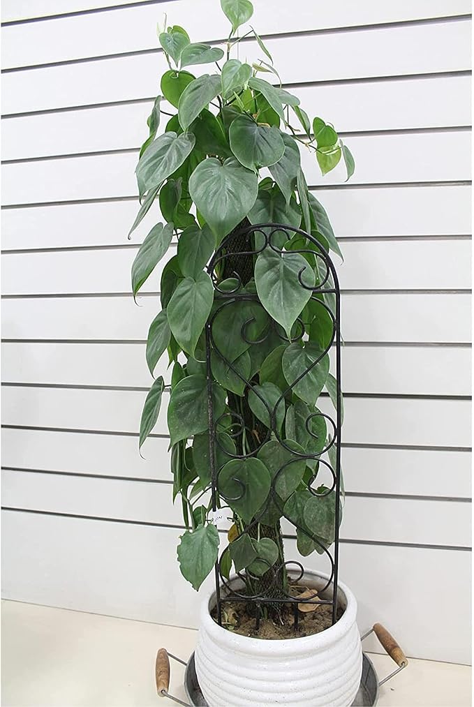 Hosley Set of 4 Iron Wave Pot Trellis 7.5" W x 27" H, Ideal Gift for Floral Arrangements Wedding or Party and Use Next to Structures Home or in Planters for Growing Floral Plants Vines and Vegetable