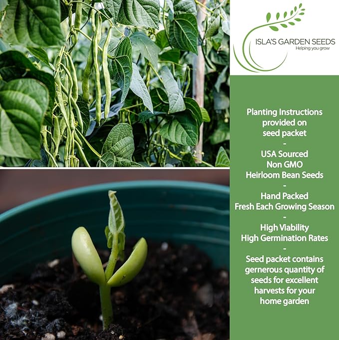 Kentucky Wonder Pole Bean Seeds (Phaseolus vulgaris) – 30+ Non-GMO Heirloom Seeds for Planting, Classic Climbing Variety with Tender Green Pods, by Isla’s Garden Seeds, Gift Idea for Gardeners