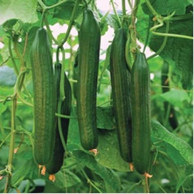 Seeds4planting - Seeds Cucumber Chinese Miracle Long Heirloom Vegetable Non GMO (20 Seeds)