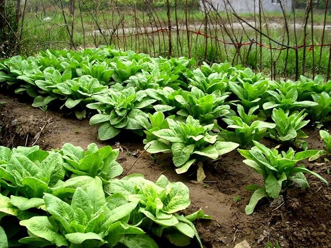 Seeds Asparagus Lettuce Uysun for Salad Non GMO Vegetable for Planting 1000 Seeds
