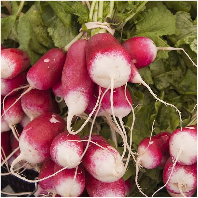 Seed Needs Radish Seeds for Planting French Breakfast Radishes - Non-GMO Heirloom & Untreated - Grow a Home Grown Vegetable Garden - Cool Weather Crops (2 Packs)