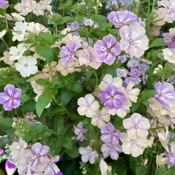 Phlox Paniculata Seeds: 1000 PCS Premium Mix – Drought-Resistant, Fragrant Blooms, Effortless Growth for Sunny/Shady Outdoor Spaces