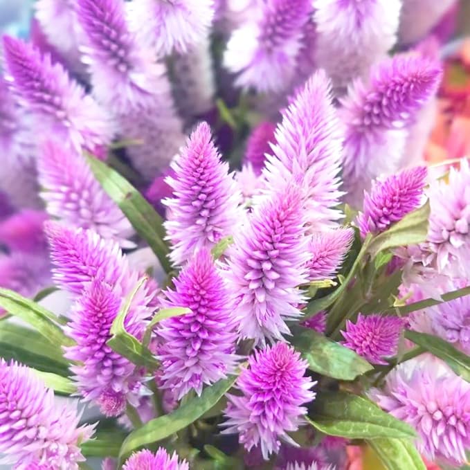 Mixrug Mix Plumed Cockscomb Seeds for Planting, 1000pcs Perennial Feather Cockscomb Flower Seeds Non-GMO Heirloom Rare Beauty Flowers Plants, Celosia Plumosa Plants Home Garden for Outdoors