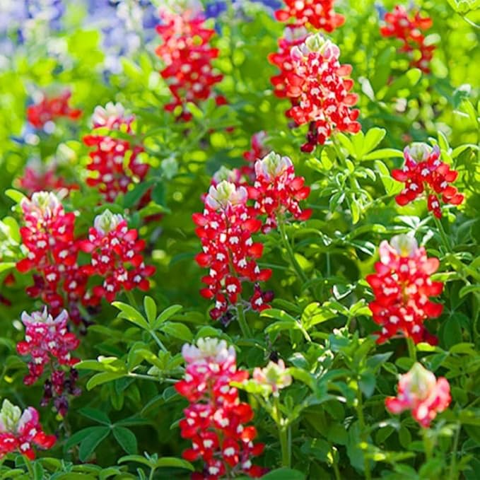 Texas Lupine Bluebonnet Wildflower Seeds 1000pcs– Grow Iconic Red Blooms, Hardy & Native to Texas, Easy to Plant for Stunning Gardens