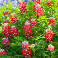 Texas Lupine Bluebonnet Wildflower Seeds 1000pcs– Grow Iconic Red Blooms, Hardy & Native to Texas, Easy to Plant for Stunning Gardens