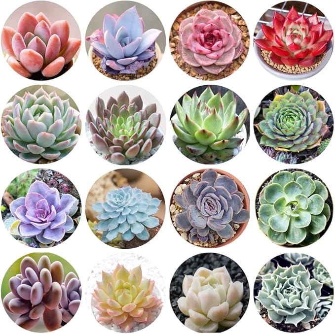500pcs Mix Rare Succulent Seeds for Planting, DIY Bonsai Ornamental Plant Hardy Perennial