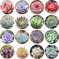 500pcs Mix Rare Succulent Seeds for Planting, DIY Bonsai Ornamental Plant Hardy Perennial