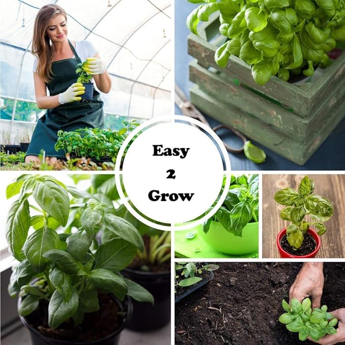 Deluxe Basil Seed Collection - 5 Varieties, 100% Non-GMO Heirloom Genovese Basil, Thai Basil, Lemon Basil, Italian Basil, and Dark Opal Basil Herb Seeds by Sustainable Seed Company (Collection Only)