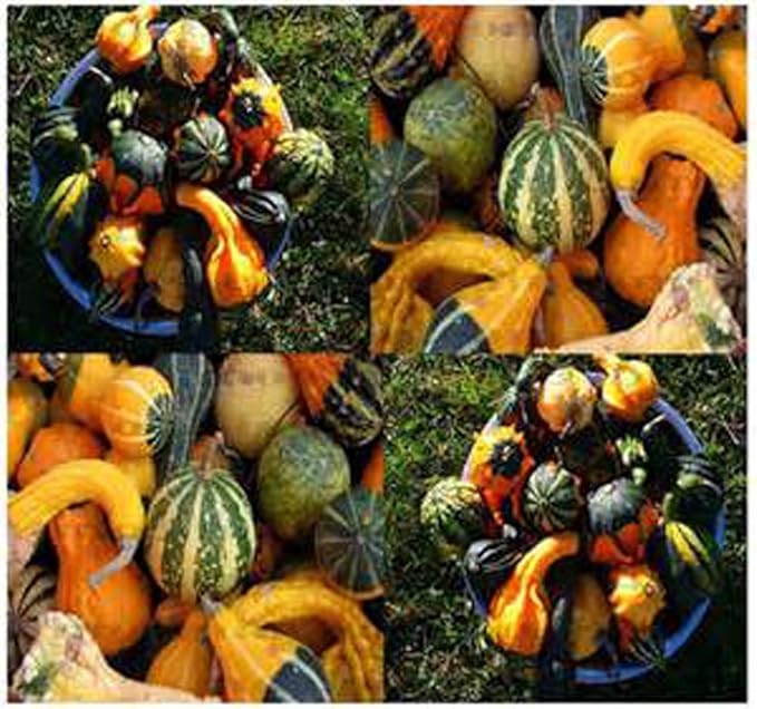 Gourd Seeds Large Mixed Gourd Seeds, 50 Seed Pack, USA Product. Packed by JACOBS LADDER ENT.