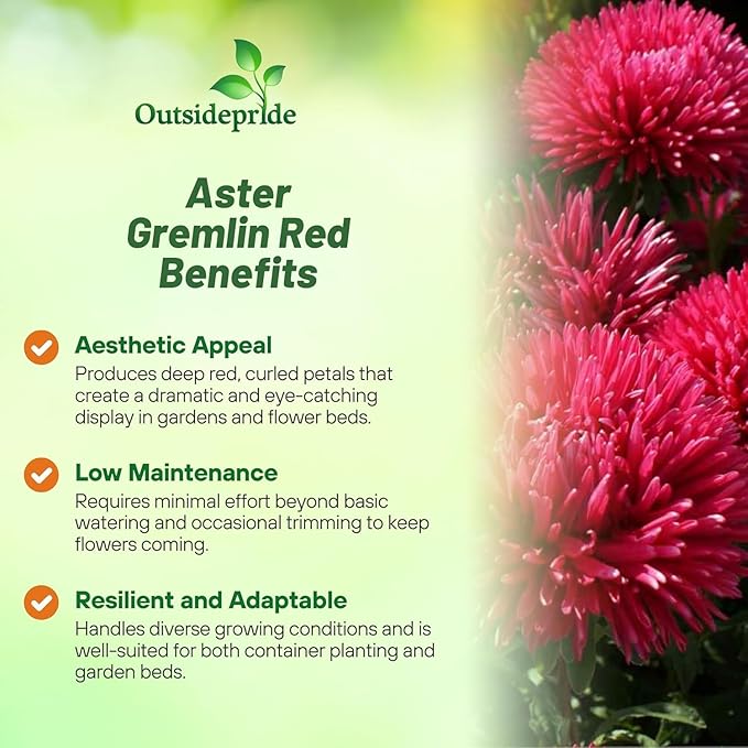 Outsidepride Gremlin Aster Seeds - 1000 Pcs. Annual, Hardy & Pollinator Friendly Flower Seeds for Planting Vibrant Red Blooms and Oval-Shaped Leaves, Great for Meadows & Aesthetic Gardens