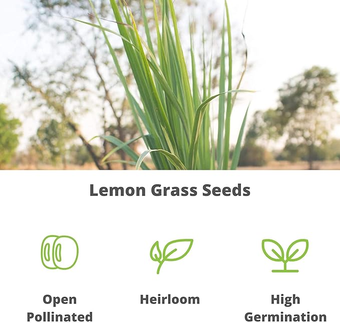 Lemon Grass Seeds - 0.25 Oz - Non-GMO, Heirloom Culinary Herb Garden Seeds - Cymbopogon flexuosus