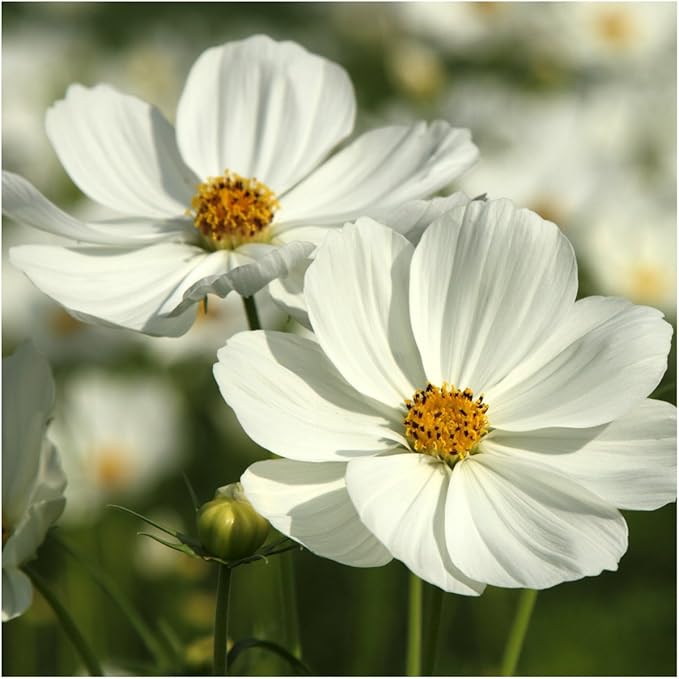 Seed Needs Cosmos Seeds for Planting Purity White Cosmo Flowers - Heirloom & Open Pollinated Wildflowers to Plant & Grow an Outdoor Wildflower Butterfly Garden (1 Pack)